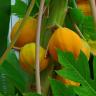 papaya